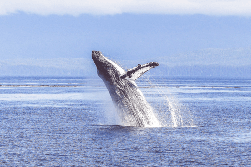 humpback-whale-436120_1920-Edit