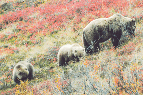 Grizzly_Bear_foraging-Edit