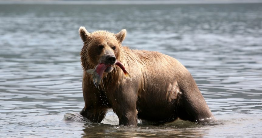 Brown bear with an Alaskan salmon in its mouth.