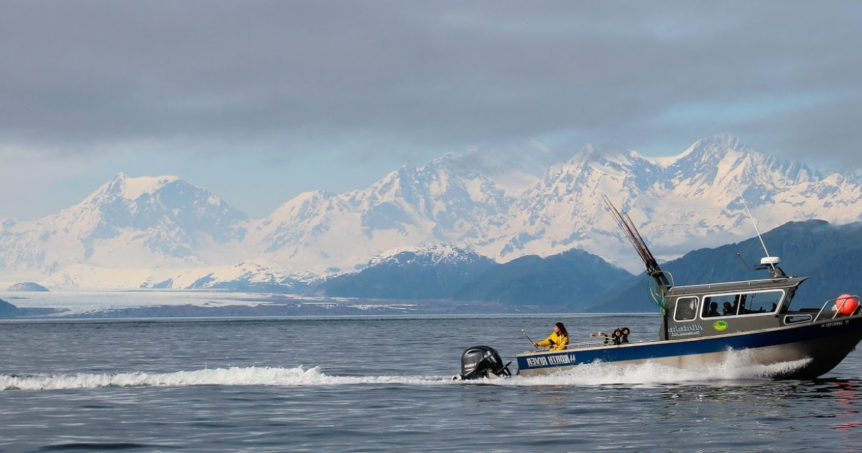 Alaskan Anglers group of fishers experiencing amazing Halibut fishing.