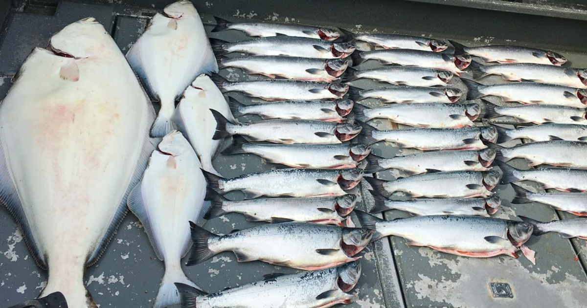 Alaskan all-inclusive fishing charter Alaskan halibut catches.