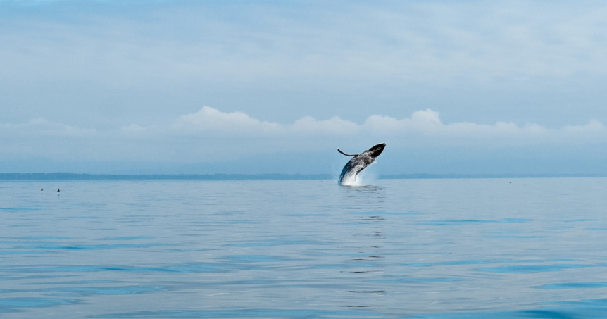 Whale jumping during Alaska Anglers fishing charter.